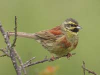 Cirl Bunting